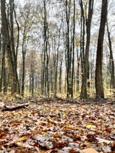 VERBINDE DICH WIEDER MIT DER NATUR