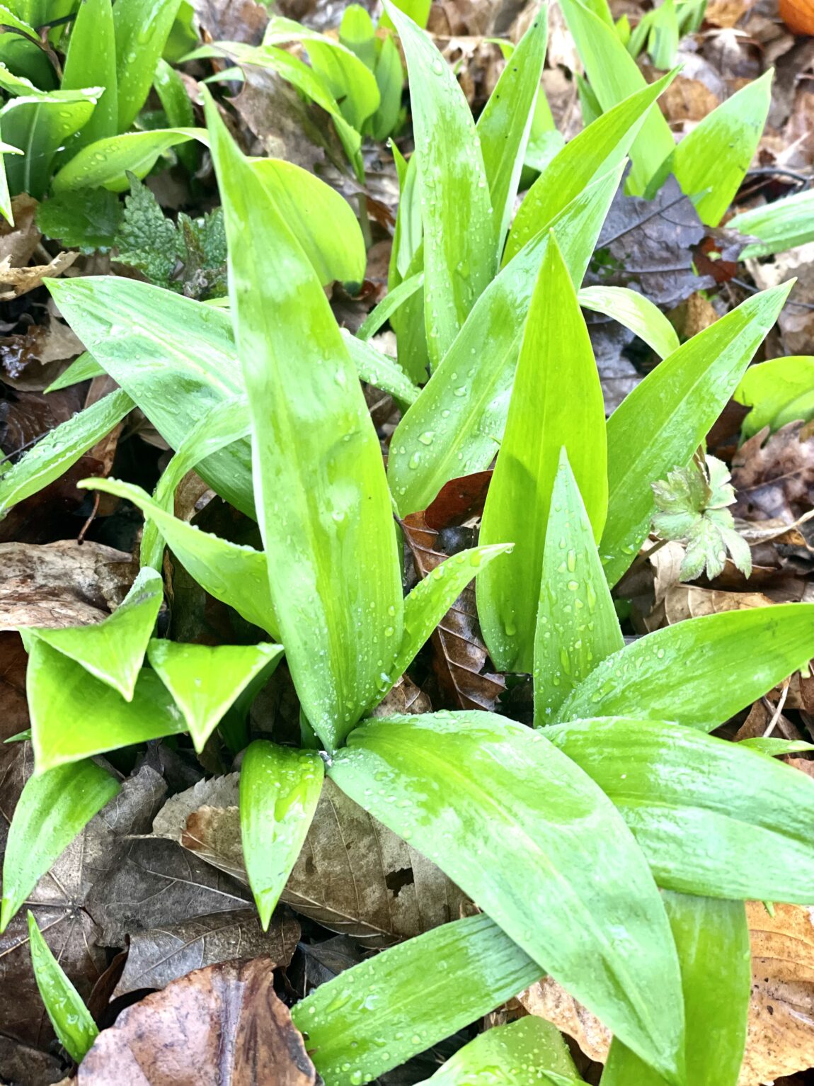 DER FRÜHLINGSBOTE MIT HEILENDEN KRÄFTEN